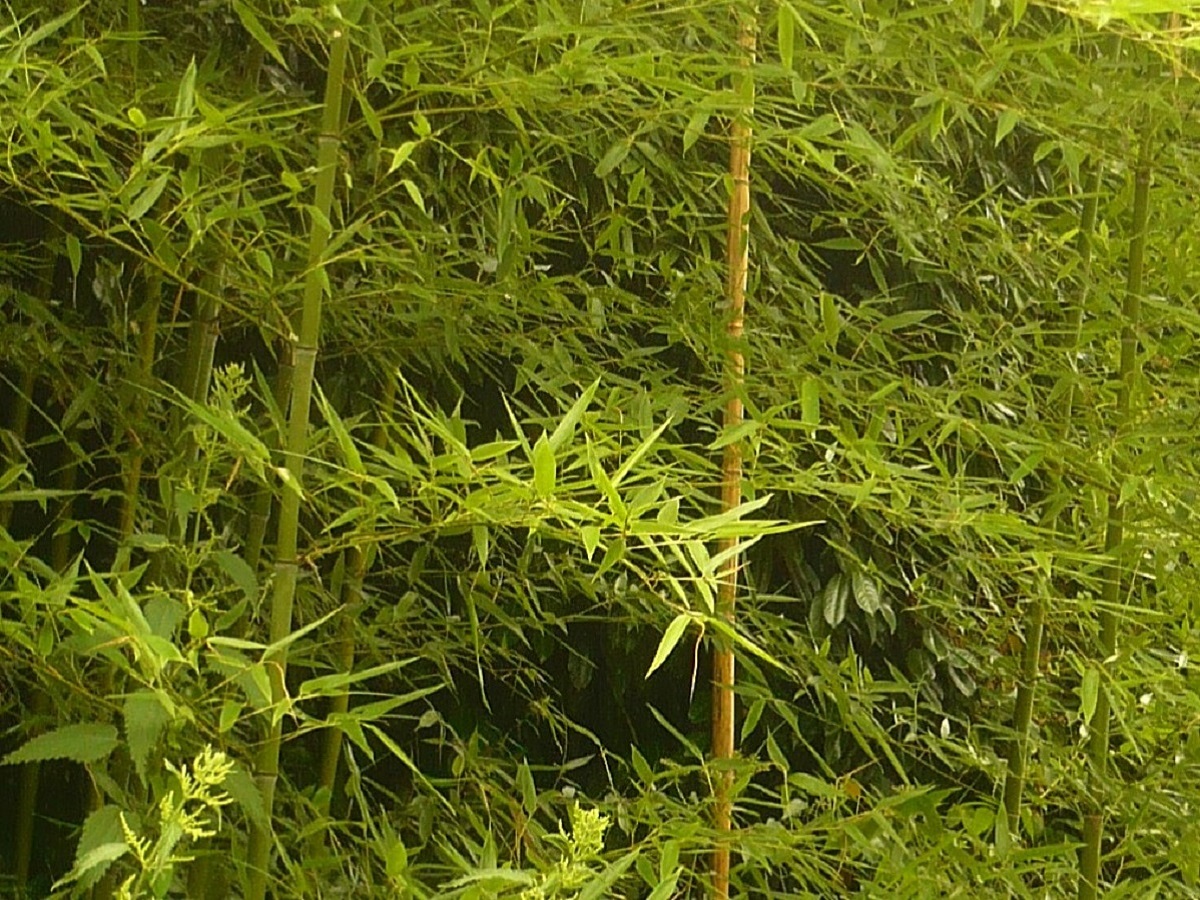 Phyllostachys viridiglaucescens (Poaceae)